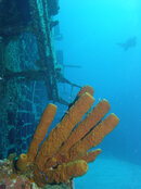 tube-coral-on-tibetts-cb.jpg