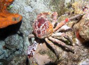 Coral Crab1.jpg
