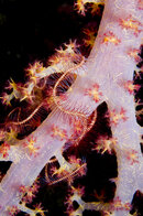 soft coral-brittlestar.jpg