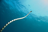 snake-sea krait.jpg