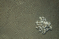 crinoid-on brain coral.jpg