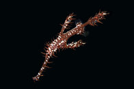 fish-ornate ghost pipefish.jpg
