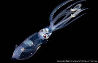 Pelagic Squid small watermarked.jpg