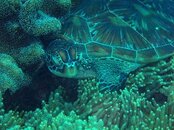 Apo - green sea turtle 2.jpg