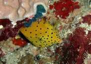 Balicasag - cube boxfish 6.jpg