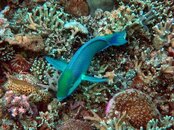 Dauin - parrotfish 3.jpg