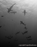 sharkgroupbw.jpg