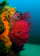 Кораллы.jpg
