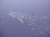 whale shark 1.JPG