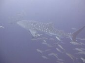 whale shark 2.JPG