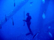 Bill Freediving.jpg