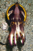 Flamboyant Cuttlefish303.jpg