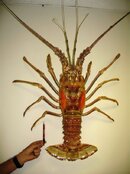 Lobster Pics 004.jpg