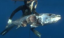 Pierre +120lb tuna shark attack.jpg