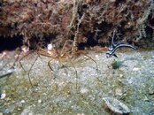 juvenile spotted drum and arrow crab.jpg