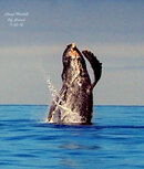 P5140423 whale breaching close.jpg