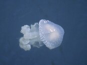 Krabi Jellyfish.jpg