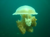 jellyfish similan.jpg