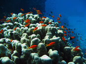 Fish-and-coral-formation.jpg