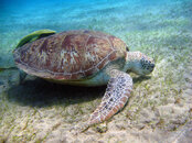 Green-sea-turtle-at-Abu-Dab.jpg