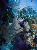 Soft corals.jpg