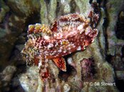 Malapascua Lighthouse Reef Juvenile Scorpionfish Medium Web view.jpg