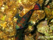 Malapascua Lighthouse Reef Mandarinfish Medium Web view.jpg