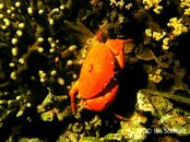 Malapascua Lighthouse Reef Orange Coral Crab Medium Web view.jpg