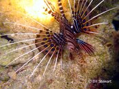 Malapascua Lighthouse Reef Spotfin Lionfish Medium Web view.jpg
