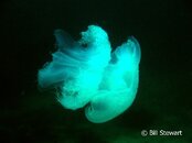 Malapascua Gilianio Jellyfish Medium Web view.jpg