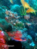 Malapascua Gilianio Reef Fish Medium Web view.jpg