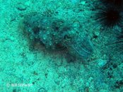 Malapascua Gato Island Cuttlefish Medium Web view.jpg