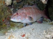 Moalboal Blue-Lined Coralgrouper Medium Web view.jpg