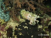 Moalboal Cuttlefish2 Medium Web view.jpg