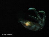 Moalboal Cuttlefish Medium Web view.jpg