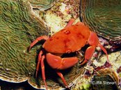 Moalboal Round Crab Medium Web view.jpg
