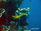 Moalboal Pescador Golden Trumpetfish Medium Web view.jpg