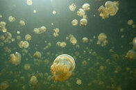 200_Palau Jellyfish Lake.jpg