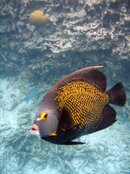 Bonaire's Friendliest angel fish.jpg