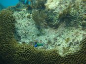 Key Largo - French Reef Coral Caves (13) Brain C.jpg