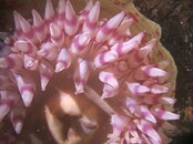 close anemone.jpg
