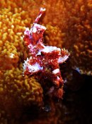 Moalboal Juvenile Scorpionfish.jpg
