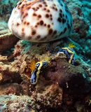 Moalboal Nudibranchs with Cowrie.jpg
