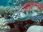 Moalboal Sea Turtle.jpg