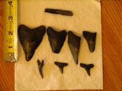 06'11 1st Meg. teeth (big ones) & sting ray barb part-boat dive - Copy - Copy.jpg