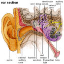 ear-1.jpg