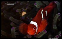 Spine-cheek anemonefish.jpg