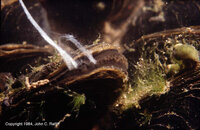 Mussels spawning8a.jpg