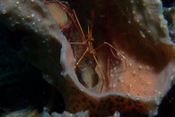 Curacao Arrow Crab and Brittle Stars.JPG