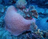 Curacao Pink Coral Watamula.JPG